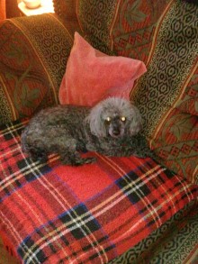 Bonny on her blanket