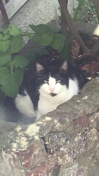 Missy in the bush