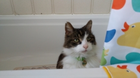 One of Harvey's funny moments when after 16 years of being nervous of the bathroom he decide to sit in the bath. 