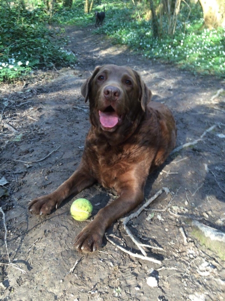 His favourite tie in the woods with a ball