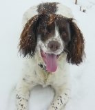 Jake who will be waiting at the other side of The rainbow Bridge along with Martin and Bob