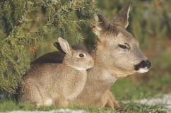 Bills love for animals shown by love between animals