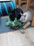 Rodney's best friend was Millie, whom we referred to as his sister. They were bonded together whilst at a rescue centre and though they were like chalk and cheese they couldn't have been closer.
