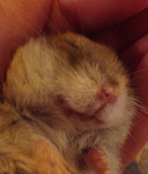 My Beautiful Charlie asleep in my hand. I'll Always Love You