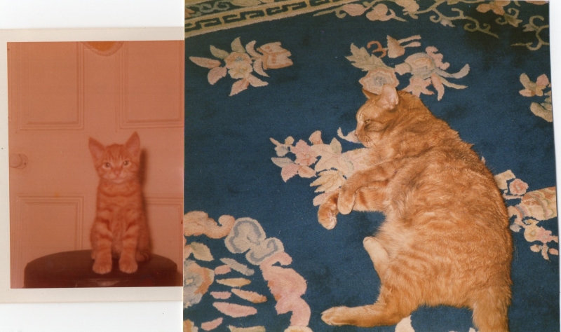 Tiger as a kitten at 8 weeks and in later years.