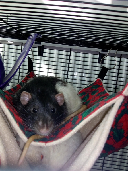 Colin on top of his hammock