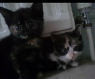 Marble with her sister Coco
