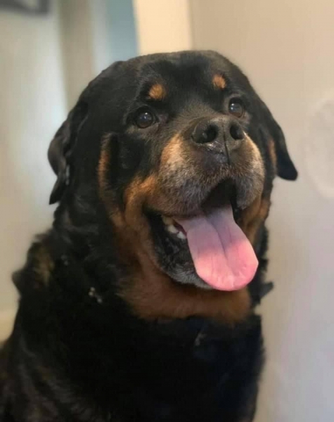Max - 11 years old Rottweiler. 