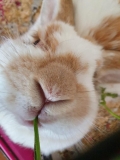 Loving the carrot tops has a rare treat 