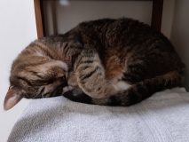 In one of his favourite spots (later replaced by our pillows and own faces)