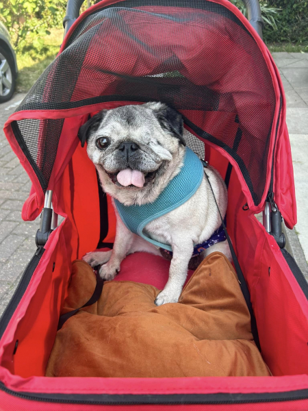 Here is Marley in his buggy which he used to go on walks near the end of his life when his legs weren't as strong.