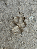 Her final pawprint, when we get out of the car at the vets to take her for her final visit. Total accident that we parked next to a mud patch and she stepped in it. I had to get a shot of the pawfect print as a memory.