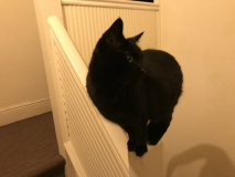 She would love to jump onto the banister and then go to this one spot to get scratches and pets from anyone going up and down the stairs