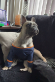 Aidas best mate , Storm the French bulldog, now very lost ¿ �