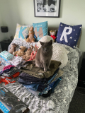 Pixie helping us pack ¿�