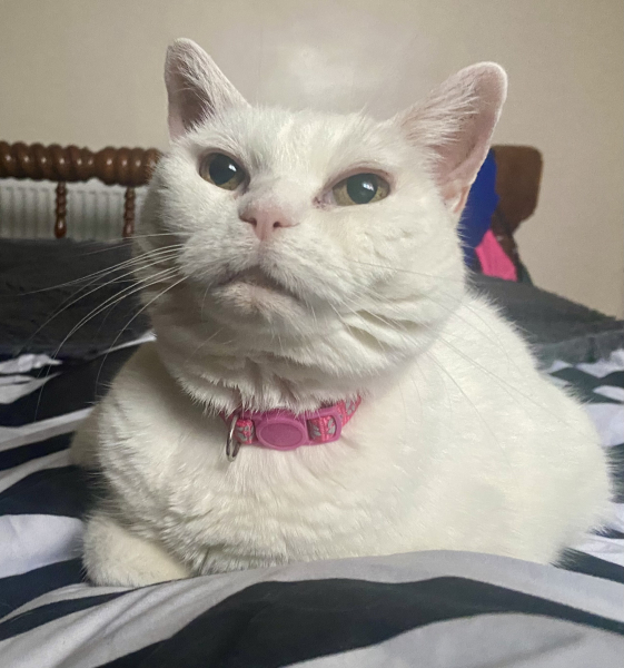 One of many times you kept me company whilst in bed.