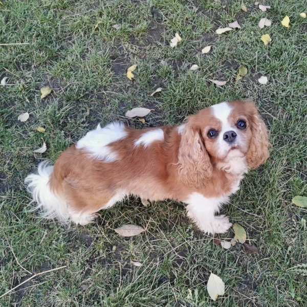 Roxie