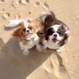 Roxie & Jasper