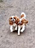 Roxie & Rafa