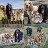Roxie & Friends