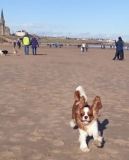 Roxie - Beach