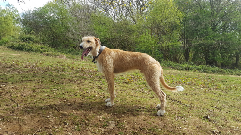 Fergus enjoying a walk on Surrey heath. 