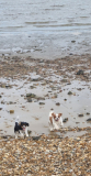 Rosie with Millie on our yearly caravan trips to Allhallows. Rosie loved playing in the sand looking for the little fish or just enjoying sniffing around. Wasn't to keen on car journey though.