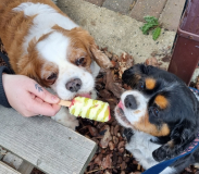 Rosie and Millie enjoying daily ice lolly that they used to have at the caravan park. This would be just after a long walk we all had when we would go to shop and but them a lolly to cool them down. I love looking at photos of them licking the lollies they both look so happy.