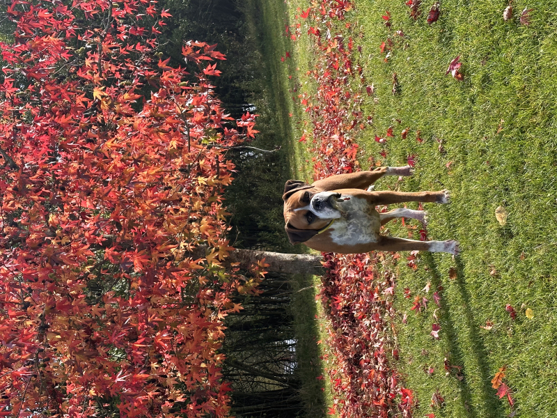 Autumn birthday walk
