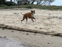 Enjoying a beach run!