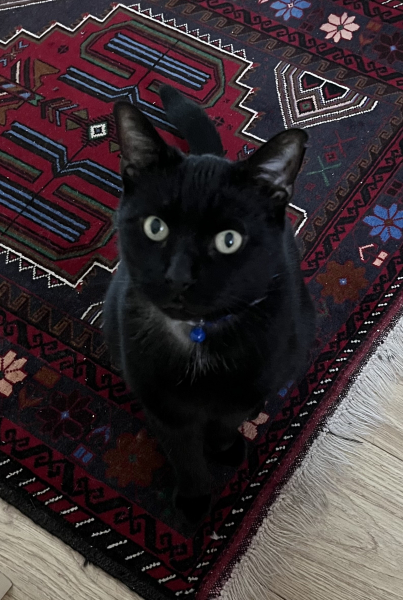 Reg waiting for a treat 