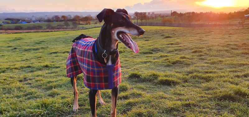 Angus at the run free park