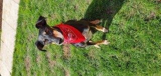 Angus with his bandana