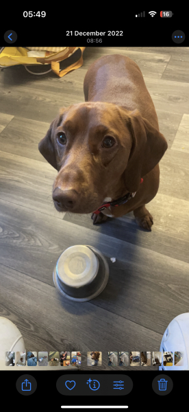 Enzo my special boy my guiding light the reason i got through the darkest times, ill miss you forever ¿¿