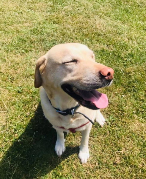 Beautiful Millie enjoying the sun, always happy to smile for the camera 