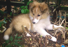 New member of the family.