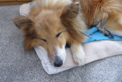 Goodnight Tricky.  God bless you.