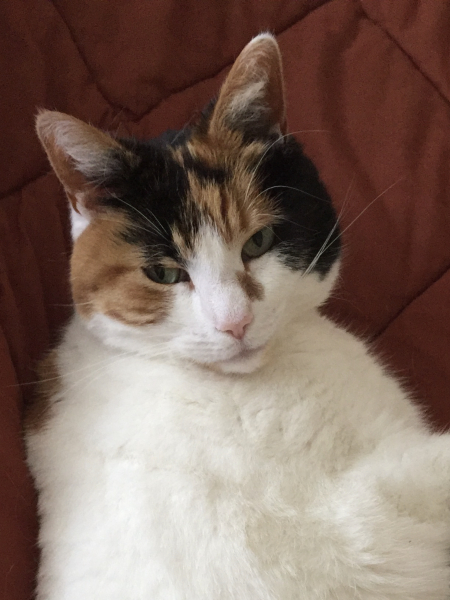 White and tortie, dsh