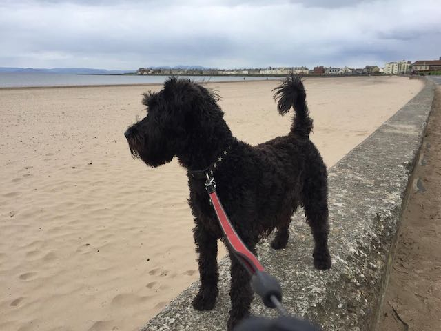 Gazing out to sea at Troon