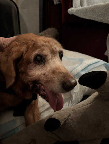 In memory of our EppyMay 
A much loved Springador
In Spirit but with us always 
xxxx