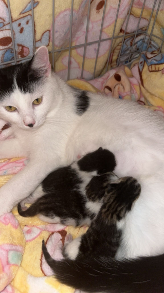 Missy with her 3 baby’s when they were born 09/08/2025