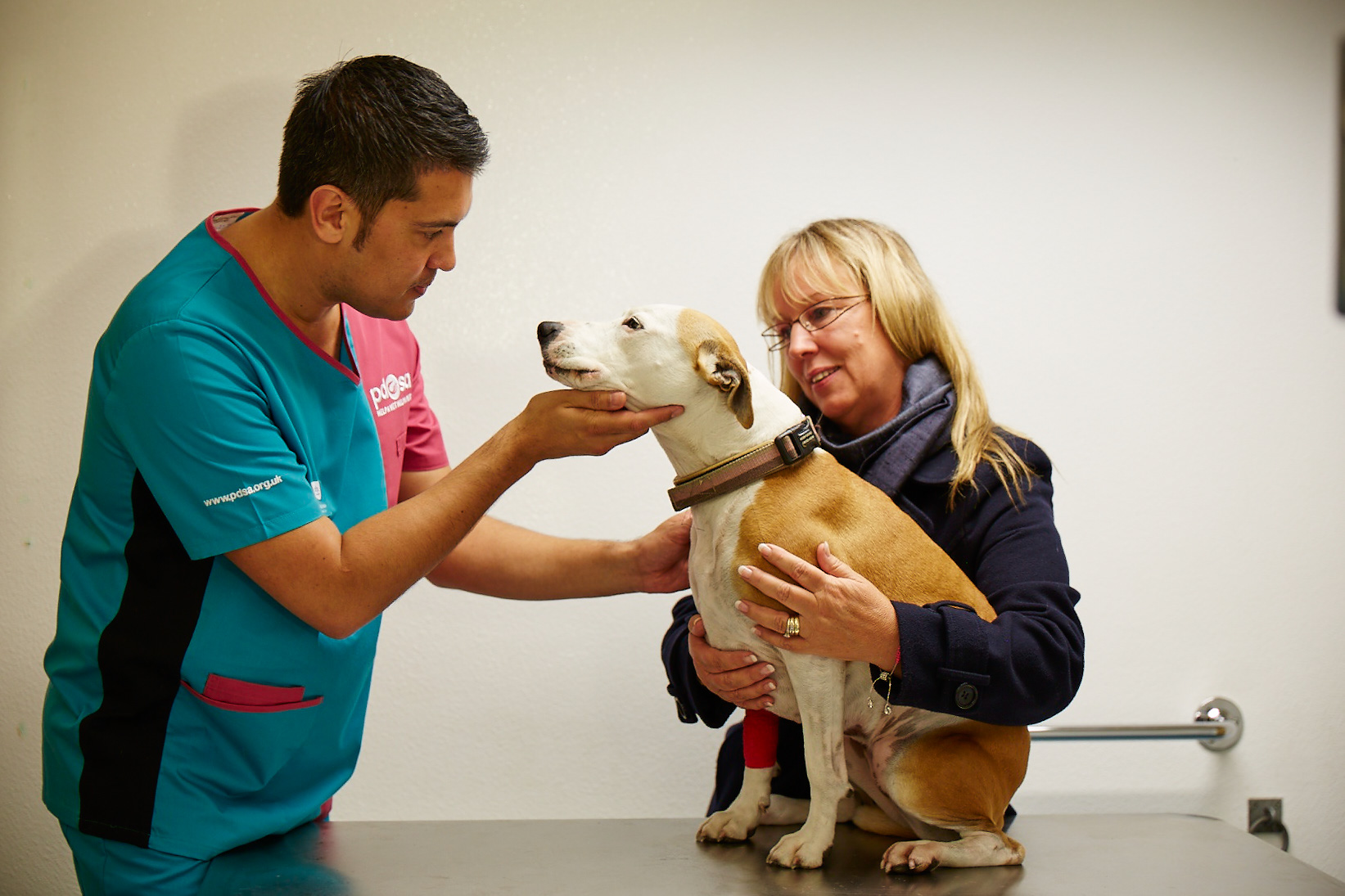 A vet checks over a staffy-type dog while it's owner reassures it.