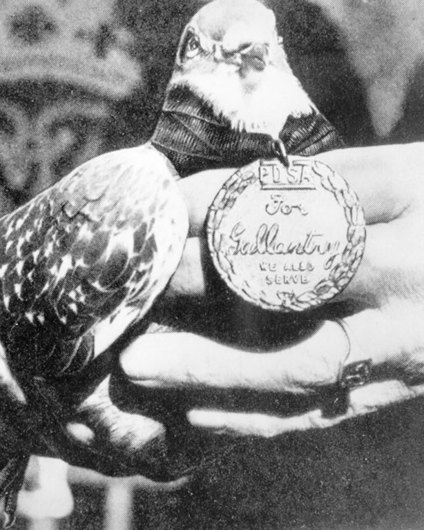 A messenger pigeon wears a medal that reads 'PDSA. For Gallantry. We also serve.'